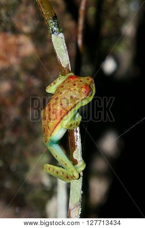 Frog Tropical Reptile Amasonia Jungles Animal