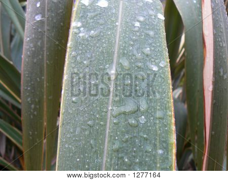 Phormium yaprak