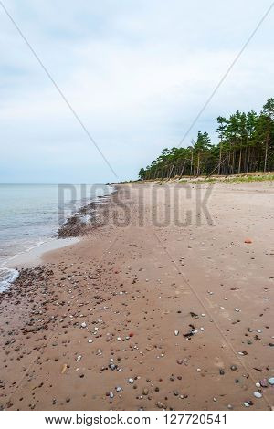 Abandoned beach of Liepaja Latvia with pinetrees