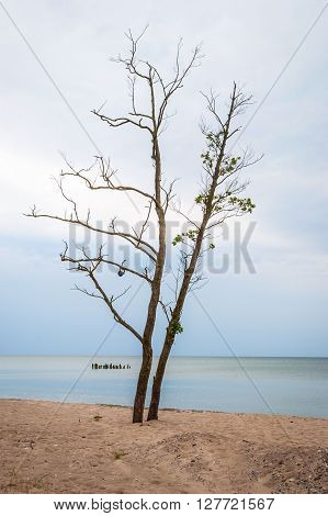 Lonely Tree On Abandoned Beach, Liepaja, Latvia