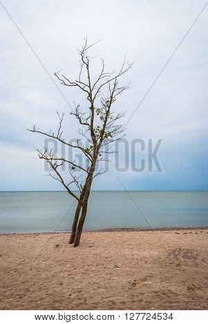 Lonely Tree On Abandoned Beach, Liepaja, Latvia