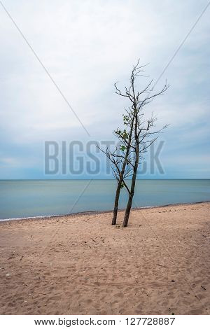 Lonely Tree On Abandoned Beach, Liepaja, Latvia