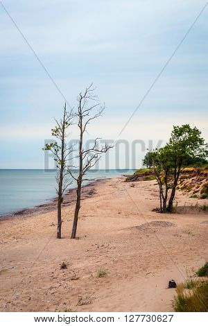 Lonely Tree On Abandoned Beach, Liepaja, Latvia