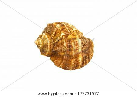 Sea shell - good memories of summer vacation