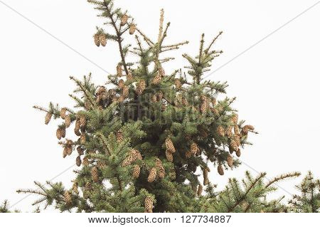 Green spruce. Tree, Spruce branches with cones