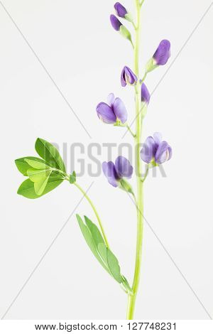 Fresh cut stem of blue false indigo flower aka baptisia close up.