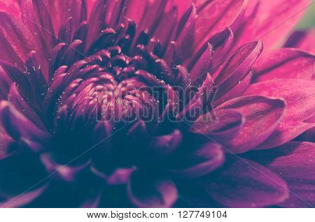 Close up purple flower petals with color effect