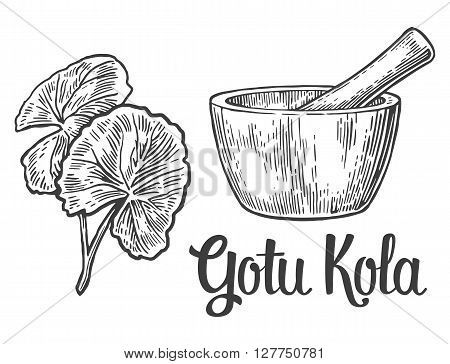 Gotu kola - medicinal plant. Vector vintage engraved illustration.