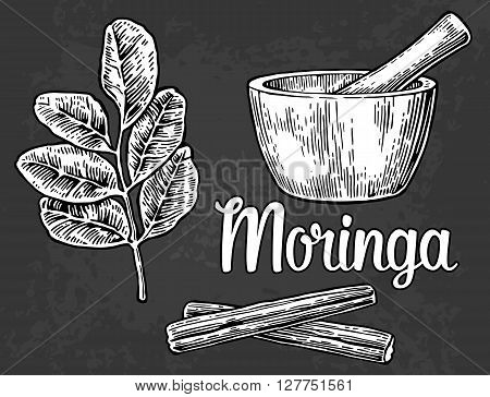 Moringa leaves and pod. Mortar and pestle. Vector vintage engraved illustration
