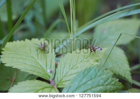 Two panorpa communis sit on green leaves.