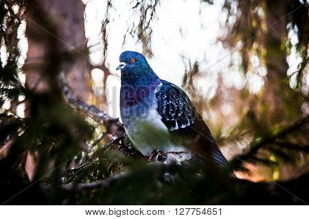 rock pigeon sitting on a branch green pine closeup