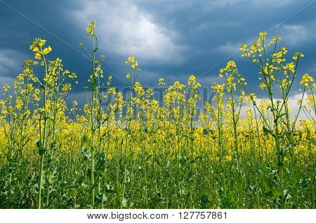 Agricultural field with blossoming colza. Blossoming colza.