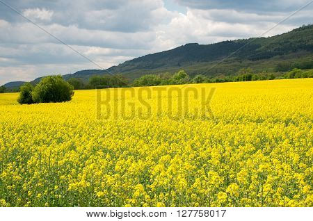 Field with colza. A field of flowering colza.