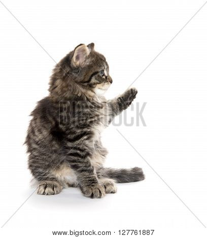 Cute Baby Tabby Kitten On White