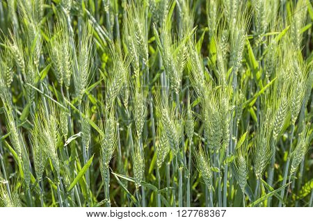Spika Of Corn