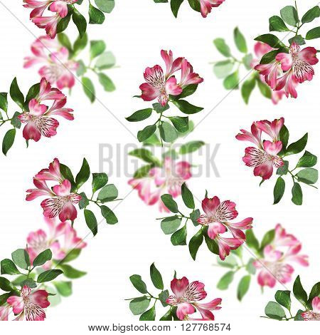 Delicate floral background. Pink Alstroemeria. Isolated. Macro
