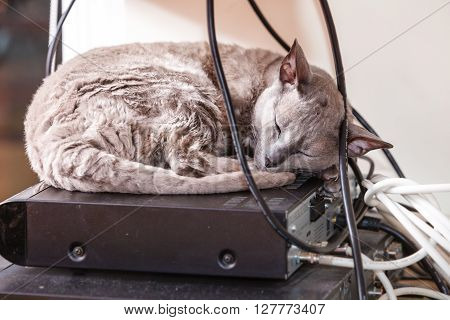 Animals at home. Egyptian mau cat sleeping indoor on electronic equipment