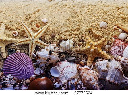 Different seashells on the sand. Summer beach background.
