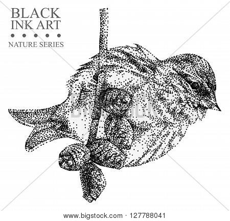 Illustration with bird redpoll drawn by hand with black ink. Graphic drawing pointillism technique. Floral element for design