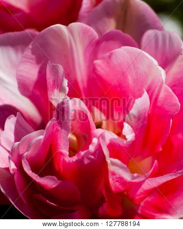 Spring flowers tulips pink - symbol of love and fidelity