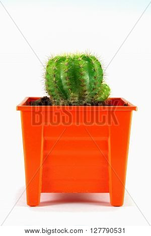 Cactus isolated on white background in the orange pot.