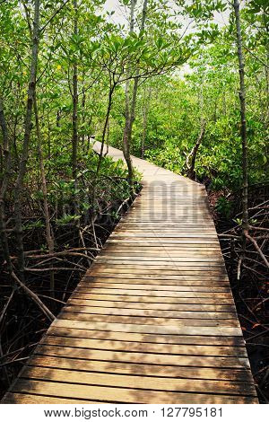 Wooden bridge walkway mangrove forest in Thailand