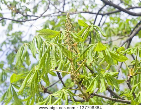 Horse-chestnut aesculus hippocastanum flower bud and young leaves on branch with bokeh background macro selective focus shallow DOF