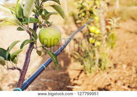 Green Apple On Its Shaft With Irrigation Blcak Pipe