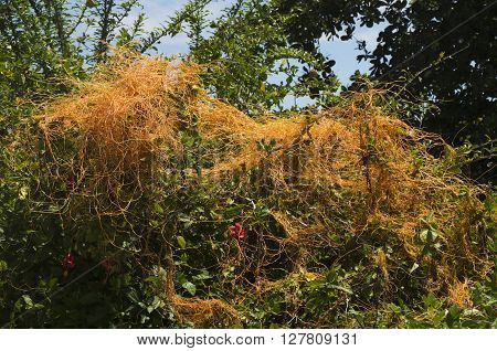 The love vine wraps around a shrub in a yard of a house in Falmouth Jamacia