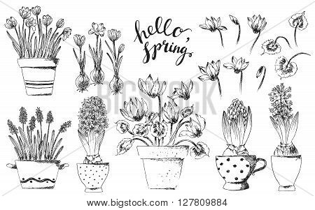 Set of vector hand drawn line art bulb pot flowers and hello spring lettering. Spring hyacinth grape hyacinth crocus cyclamen ink drawings for easter decor garden backgrounds floral design.