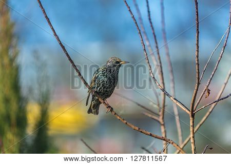 Beautifully coloured common starling on a branch
