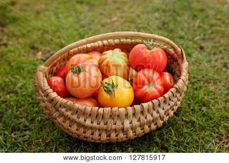 Ripe tomatoes in a basket on grass background