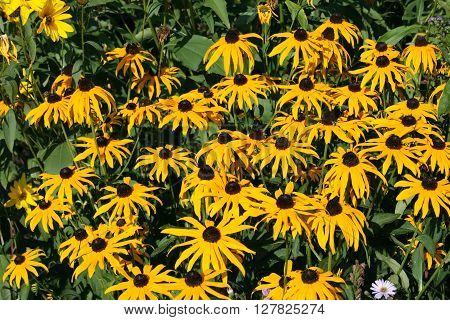 close up of a yellow flower blooming cone-flower (echinacea)