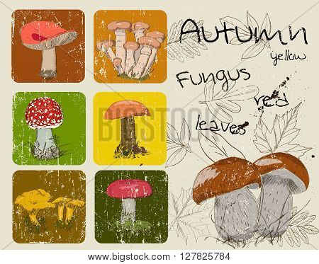 Vintage poster with autumn plants and fungis. Vector illustration EPS8