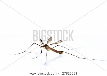A mosquitoes stallion isolatet on a white background.