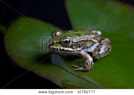 Green frog afspejles