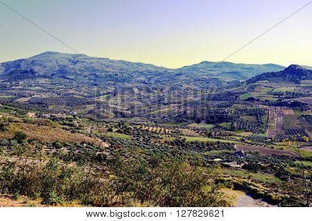 A view) on a landscape of cultures of olive trees and vineyards.