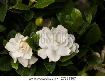 White Rose - a symbol of fidelity and probity.