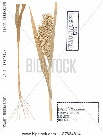 Herbarium of pressed parts panicum plants. Leaves stem roots and spikelets isolated on white