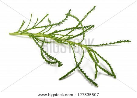 Santolina Viridis