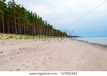 Abandoned beach with pinetrees in Liepaja Latvia
