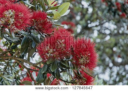 Pohutukawa flowers  blooming on a tree  against a background of gree