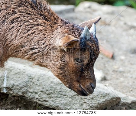 Portrait of a goat in a wildpark
** Note: Soft Focus at 100%, best at smaller sizes