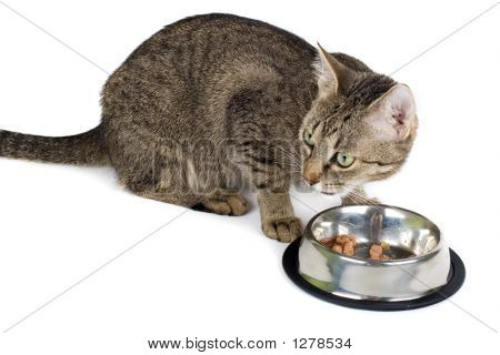 Yedikten sonra kedi