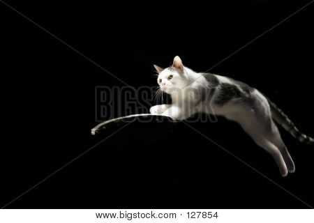 고양이 점프