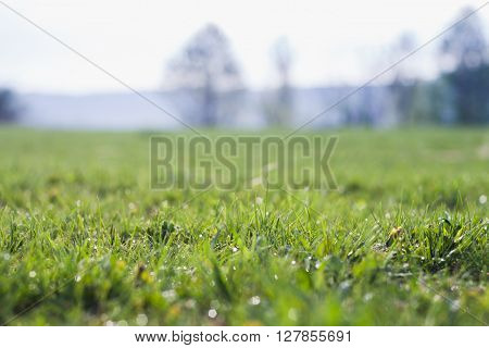 grass background green  nature spring lawn summer growth morning fresh natural