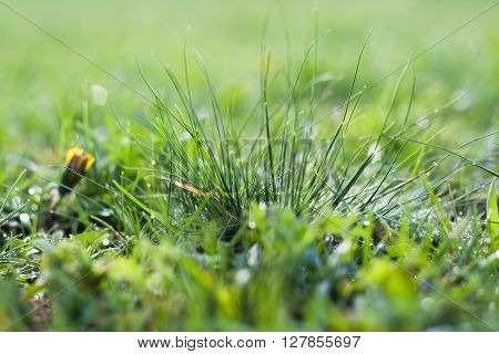 grass background green  nature spring lawn summer growth morning fresh natural