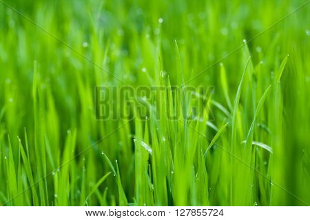 Fresh green spring grass with dew drops closeup