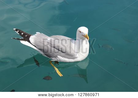 Seagull Swimming with the Fish in the Mediterranean Sea in Monaco
** Note: Soft Focus at 100%, best at smaller sizes