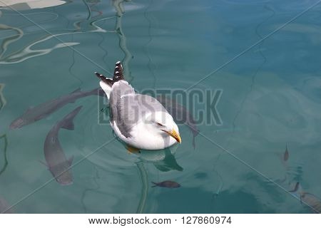 Seagull Swimming with the Fish in the Mediterranean Sea in Monaco
